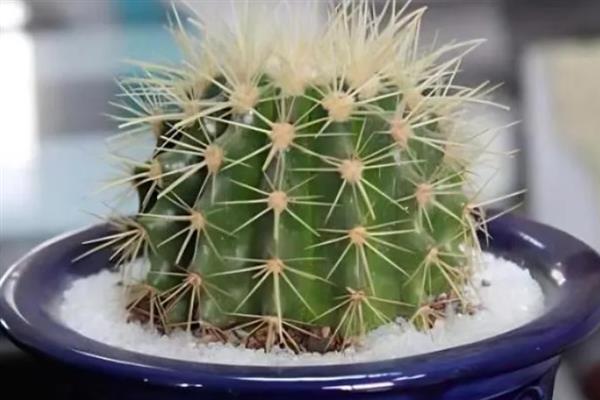 仙人球长高不长圆如何解决，每周需要将仙人球转盆一次