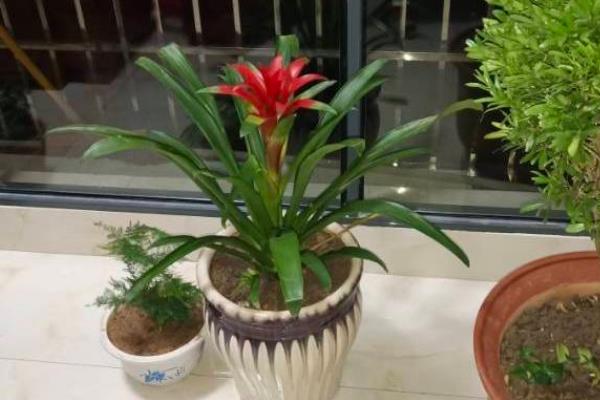 鸿运当头枯萎如何补救，根据引发原因采取减少光照、调节温度等措施