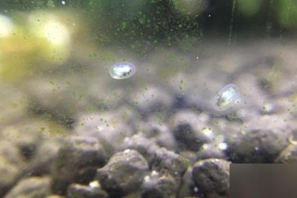 鱼缸壁上面的小白点是什么东西，小瓜虫、蛋白虫卵、螺卵均有可能