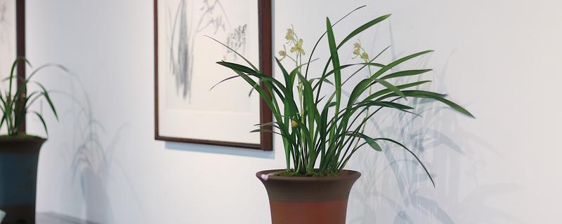 建兰的养殖方法，春秋季节每隔2-3天浇一次水
