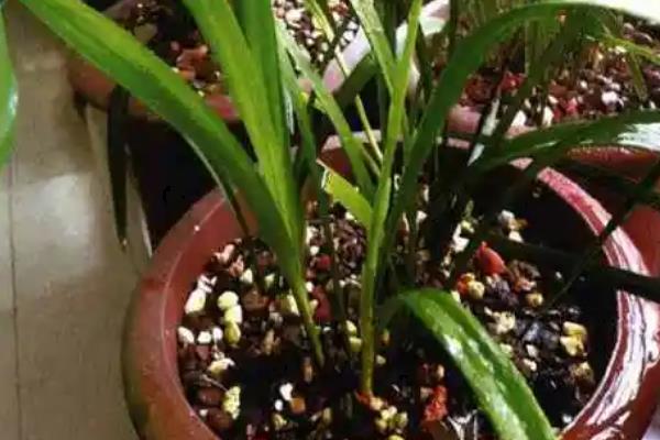 建兰的养殖方法，春秋季节每隔2-3天浇一次水