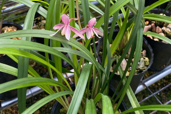 建兰的养殖方法，春秋季节每隔2-3天浇一次水