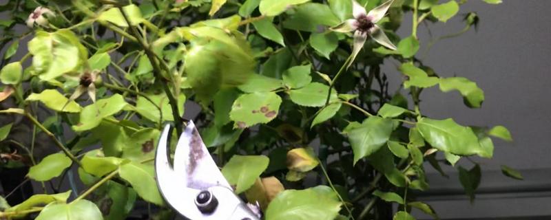秋天怎么修剪藤本月季，后入秋剪掉生长细弱及过于密集的枝叶
