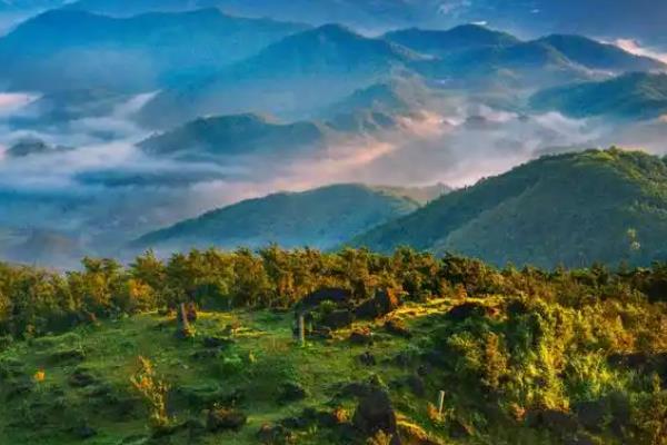 怎么养殖防城金花茶，每个月追施一次肥料