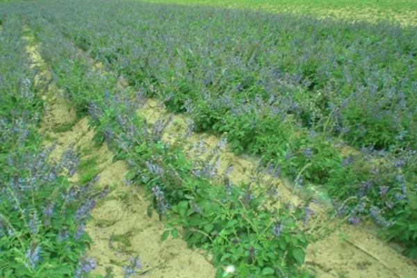 种植丹参多久可以收获，生长期为1年