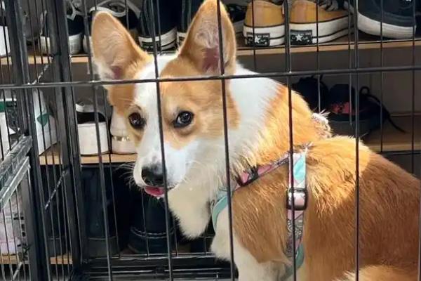 狗狗有皮肤病能不能洗澡，情况不严重时才能清洗
