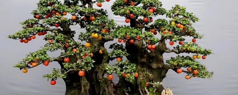 金弹子开花结果的时间，花期在每年的3-4月份
