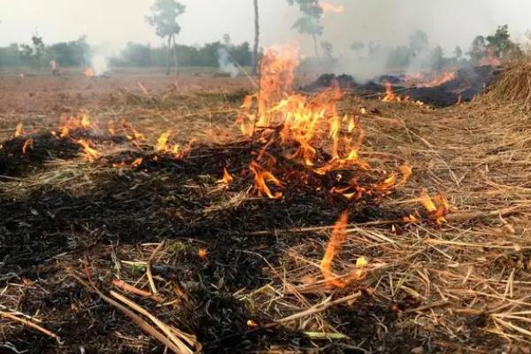 冬季怎么防治玉米螟,收集作物的茎秆并予以处理可减少虫源