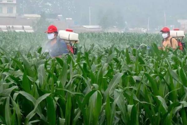 冬季怎么防治玉米螟,收集作物的茎秆并予以处理可减少虫源