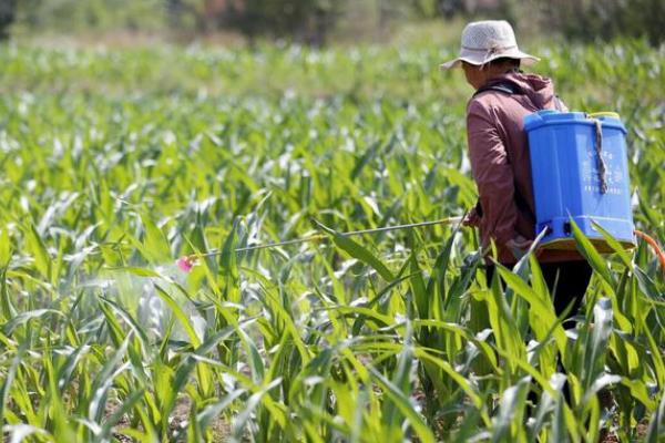 冬季怎么防治玉米螟,收集作物的茎秆并予以处理可减少虫源