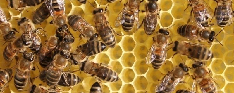 怎么给中蜂换老王，按以下3个步骤进行