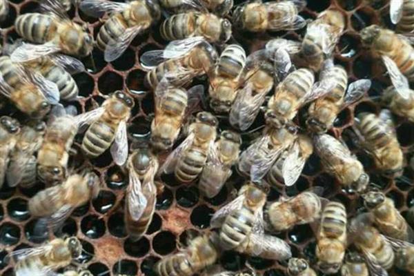 怎么给中蜂换老王，按以下3个步骤进行