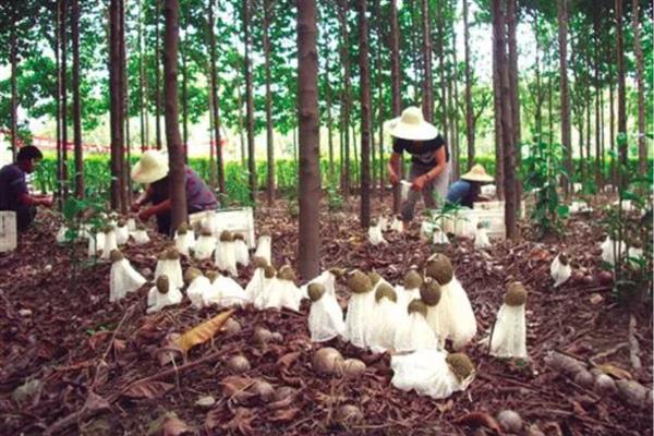 竹荪的价格，一斤需要75-350元左右