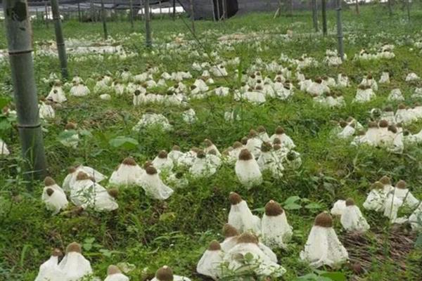 竹荪的价格，一斤需要75-350元左右