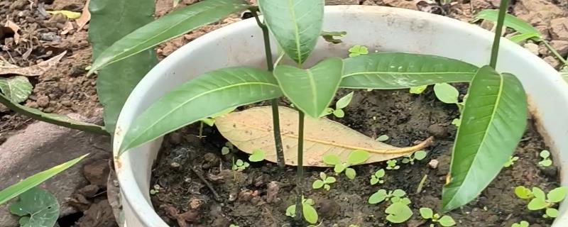 芒果苗在什么季节栽种，一般在秋季进行栽种