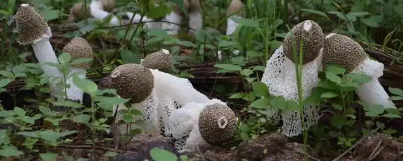 竹荪的价格，一斤需要75-350元左右