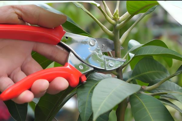 芒果苗在什么季节栽种，一般在秋季进行栽种