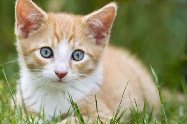 世界上最小的猫的种类，常见的有茶杯猫、欧洲短毛猫等