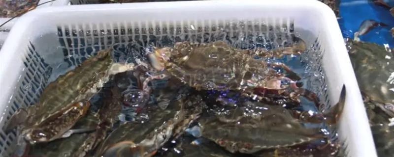 白蟹和梭子蟹有什么区别，二者属于同一种生物