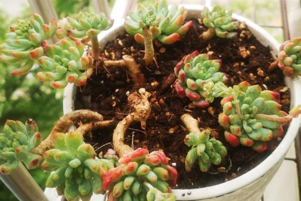 蓝苹果多肉怎么养殖，生长期间每隔10-15天浇一次水