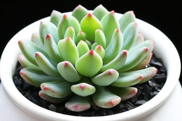 蓝苹果多肉怎么养殖，生长期间每隔10-15天浇一次水
