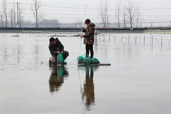 白蟹和梭子蟹有什么区别，二者属于同一种生物