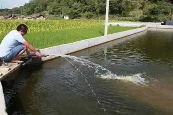 白蟹和梭子蟹有什么区别，二者属于同一种生物