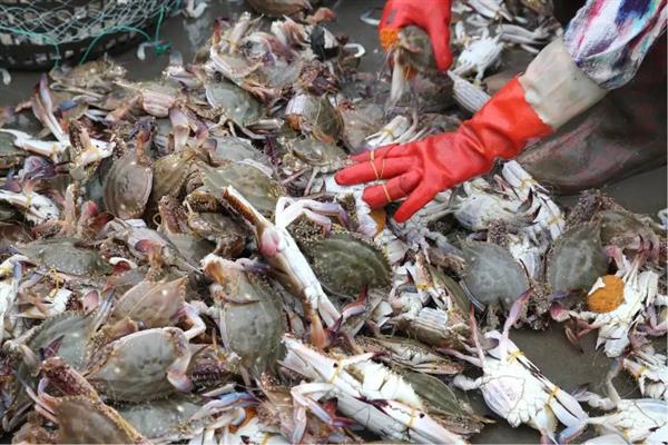 白蟹和梭子蟹有什么区别，二者属于同一种生物