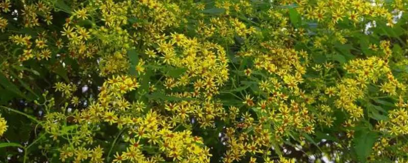 千里光和野菊花有什么区别，前者是攀援草本植物、后者是多年生草本植物