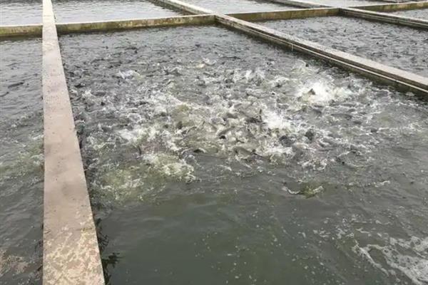 什么淡水鱼好养，草鱼通常比较好养