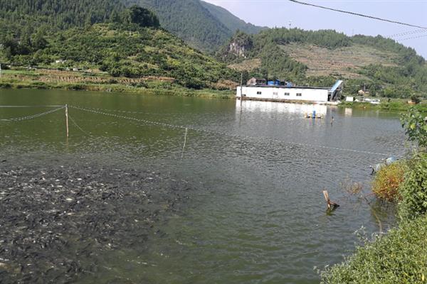 什么淡水鱼好养，草鱼通常比较好养