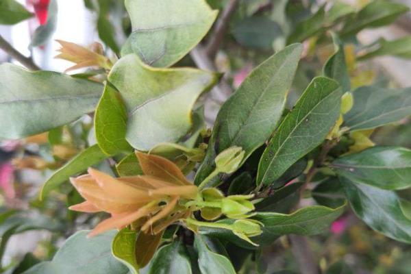 金弹子开花结果的时间，花期在每年的3-4月份