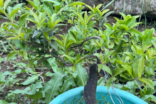 金弹子开花结果的时间，花期在每年的3-4月份
