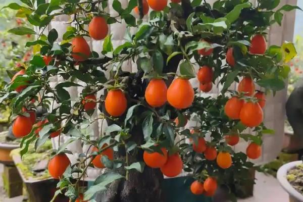 金弹子开花结果的时间，花期在每年的3-4月份
