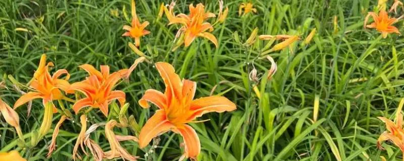 黄花菜的种植时间，一般是在4月中下旬至5月初