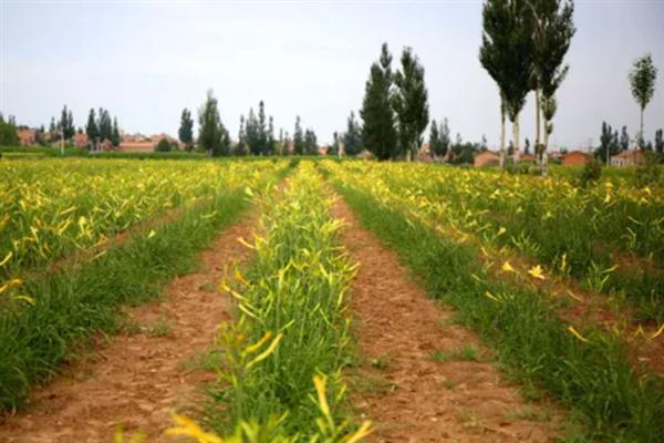 黄花菜的种植时间，一般是在4月中下旬至5月初