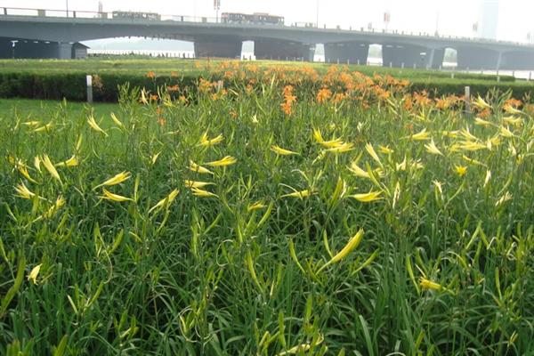 黄花菜的种植时间，一般是在4月中下旬至5月初