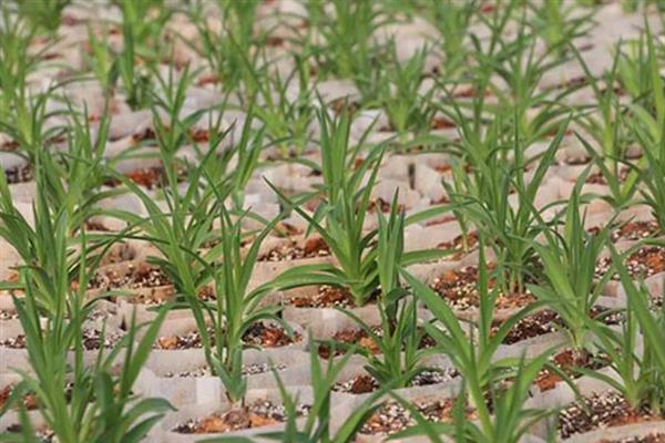 黄花菜的种植时间，一般是在4月中下旬至5月初