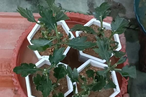 荷兰菊是四季开花的吗，荷兰菊并不可四季开花