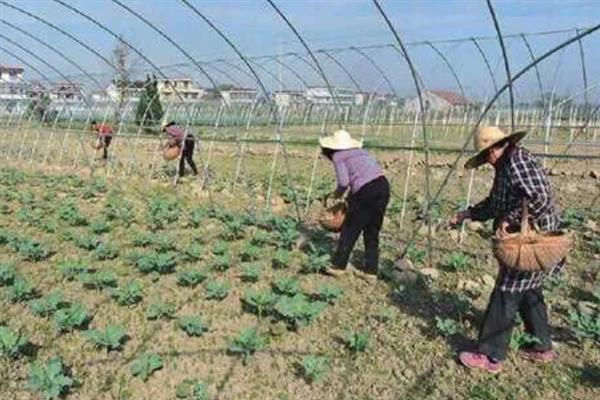 花菜喜欢哪几种肥料，比较喜欢氮肥