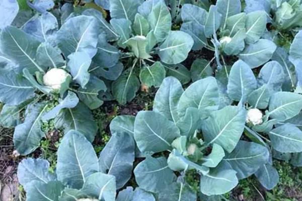 花菜喜欢哪几种肥料，比较喜欢氮肥
