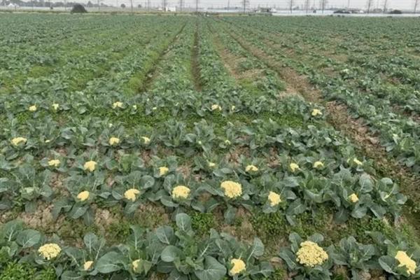 花菜喜欢哪几种肥料，比较喜欢氮肥