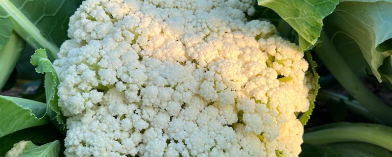 花菜喜欢哪几种肥料，比较喜欢氮肥