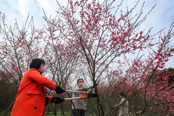 怎么修剪梅花，新枝长到20厘米左右时要打顶摘心