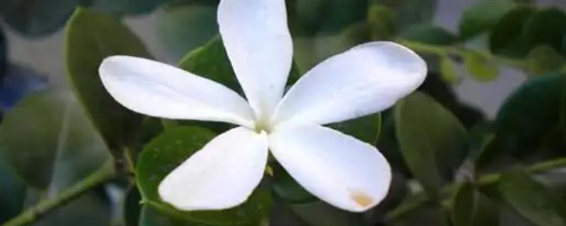 铁茉莉如何繁殖，主要以枝插为主