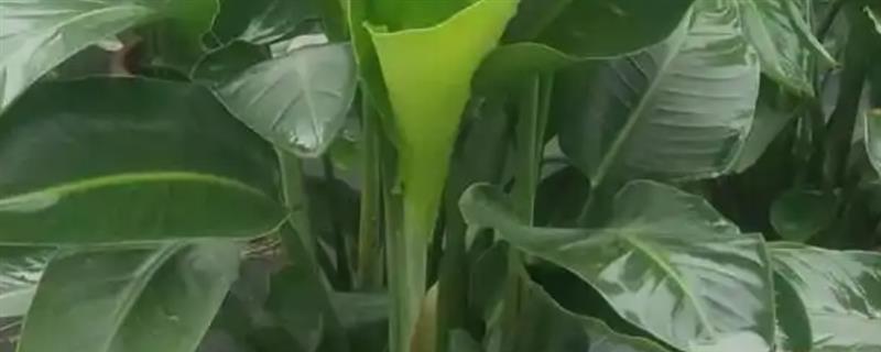 鹤望兰怎么养殖，秋冬季节要提供全日照