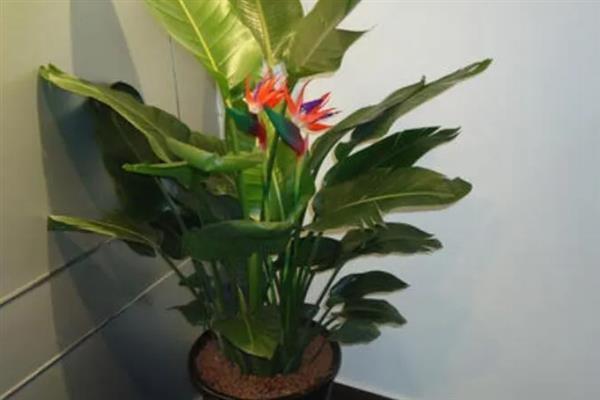 鹤望兰怎么养殖，秋冬季节要提供全日照