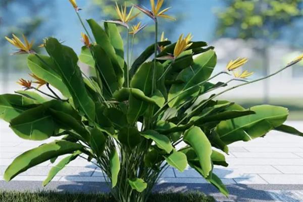 鹤望兰怎么养殖，秋冬季节要提供全日照
