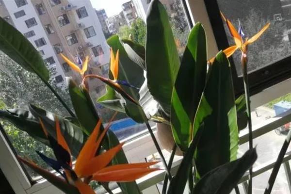 鹤望兰怎么养殖，秋冬季节要提供全日照