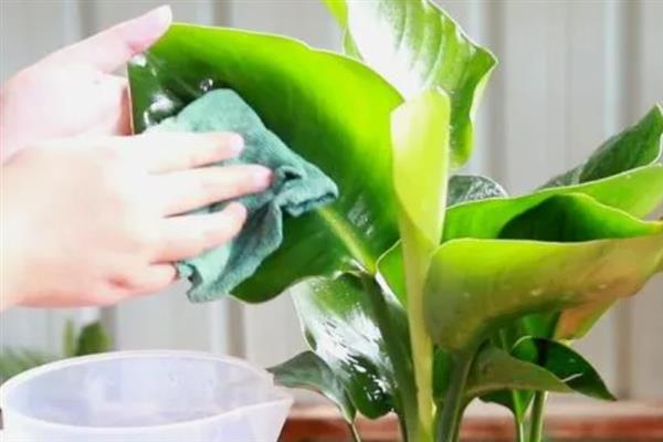 鹤望兰怎么养殖，秋冬季节要提供全日照